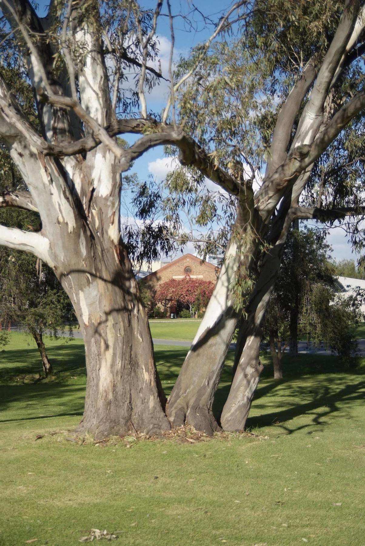 Serafino Mclaren Vale Exterior photo